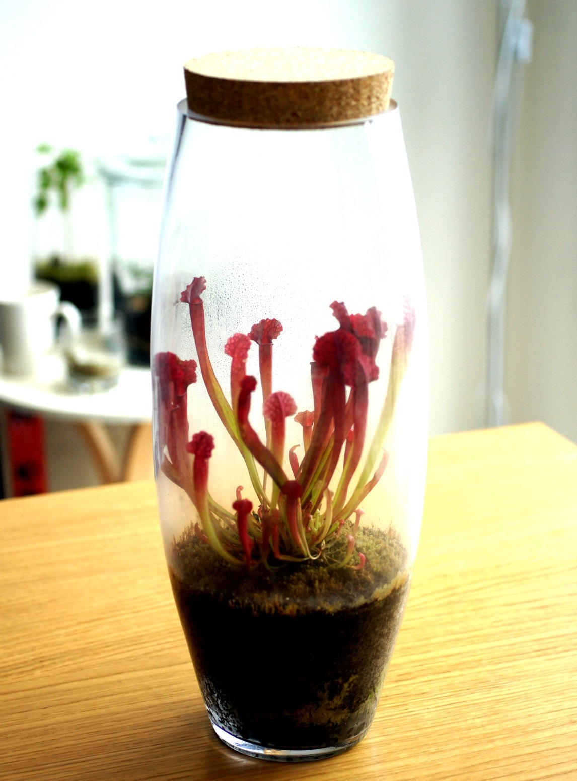 Red Sarracenia pitcher plant in a corked glass vase